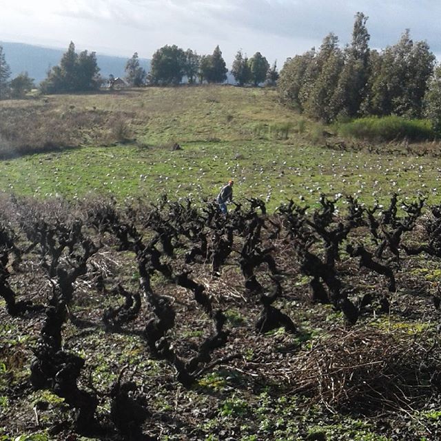 Mauricio González Quinta de Unihue 2017 - Imagen 10