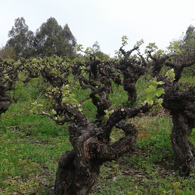 Mauricio González Quinta de Unihue 2017 - Imagen 3