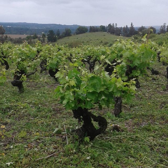 Mauricio González Quinta de Unihue 2017 - Imagen 6