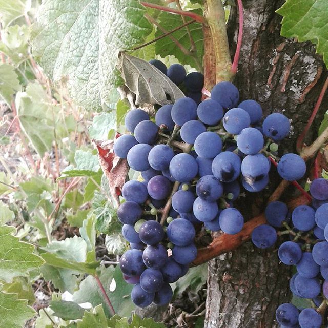 Mauricio González Quinta de Unihue 2017 - Imagen 12
