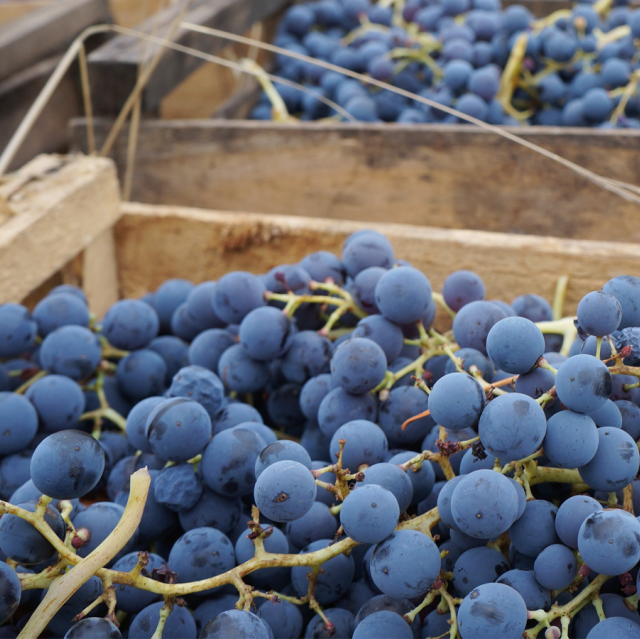 Roberto Henríquez Santa Cruz de Coya 2018 - Imagen 9