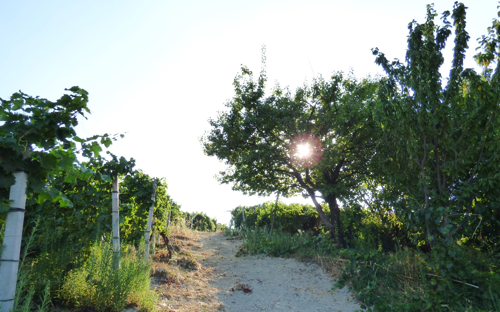 Ezio Cerruti Macfol Bianco Macerato 2021 - Imagen 5