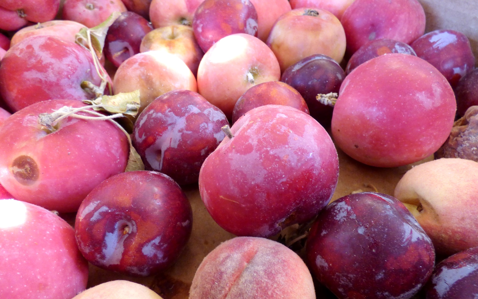 Ezio Cerruti Macfol Bianco Macerato 2021 - Imagen 3