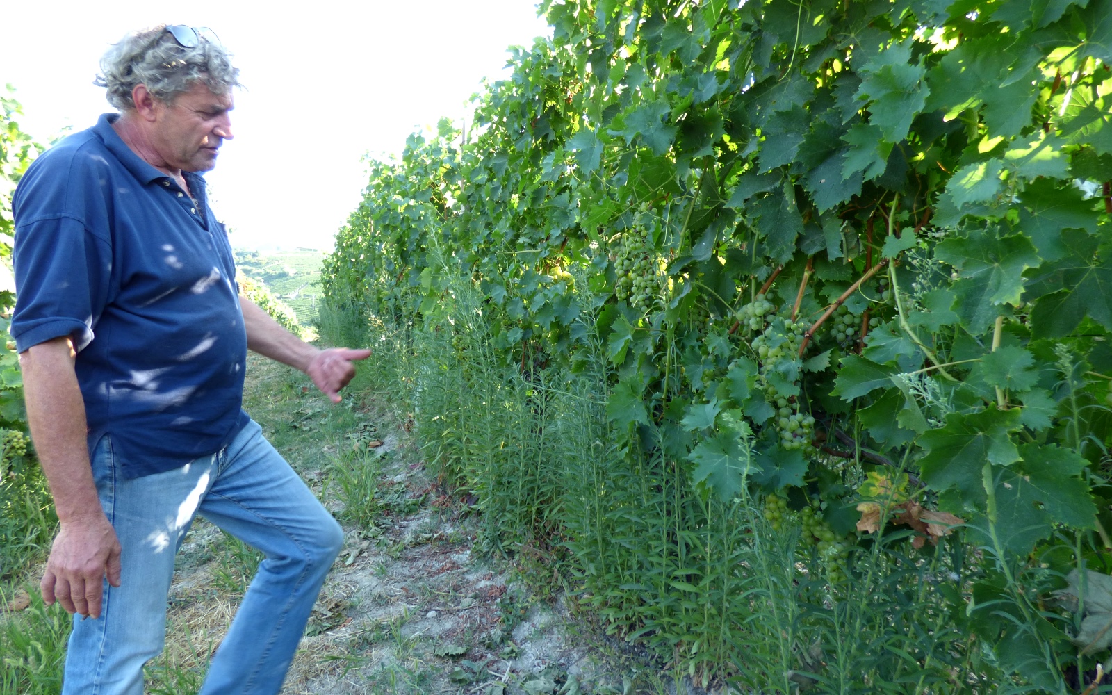 Ezio Cerruti Macfol Bianco Macerato 2021 - Imagen 4