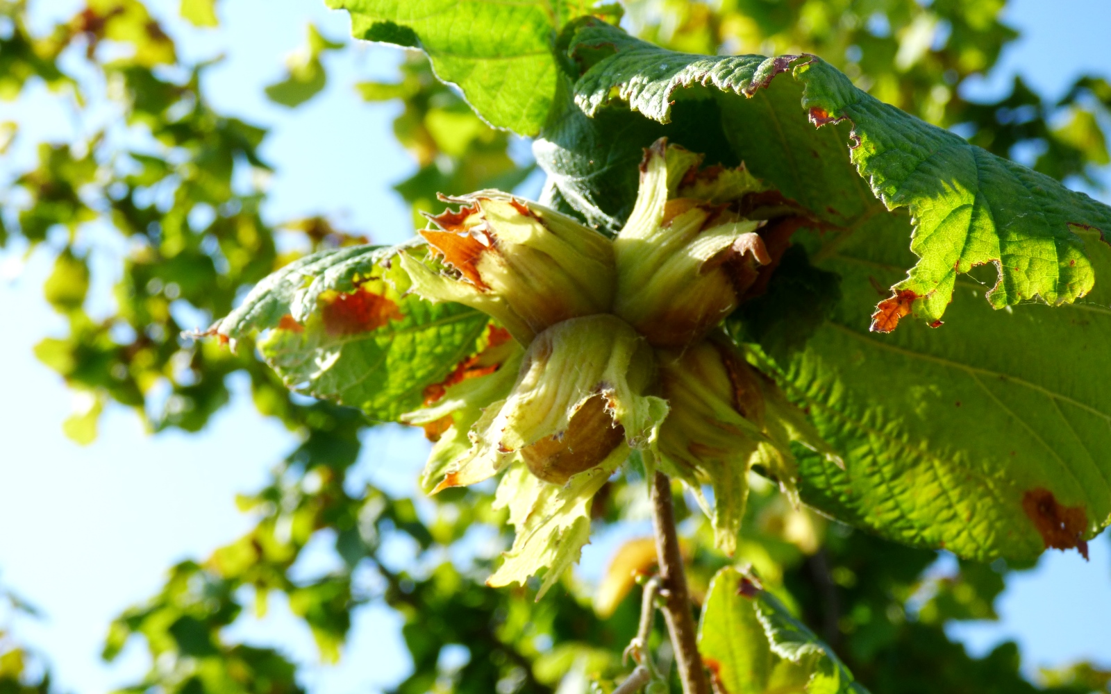Ezio Cerruti Macfol Bianco Macerato 2021 - Imagen 9