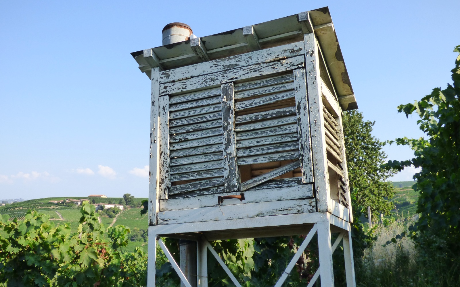 Ezio Cerruti Macfol Bianco Macerato 2021 - Imagen 11