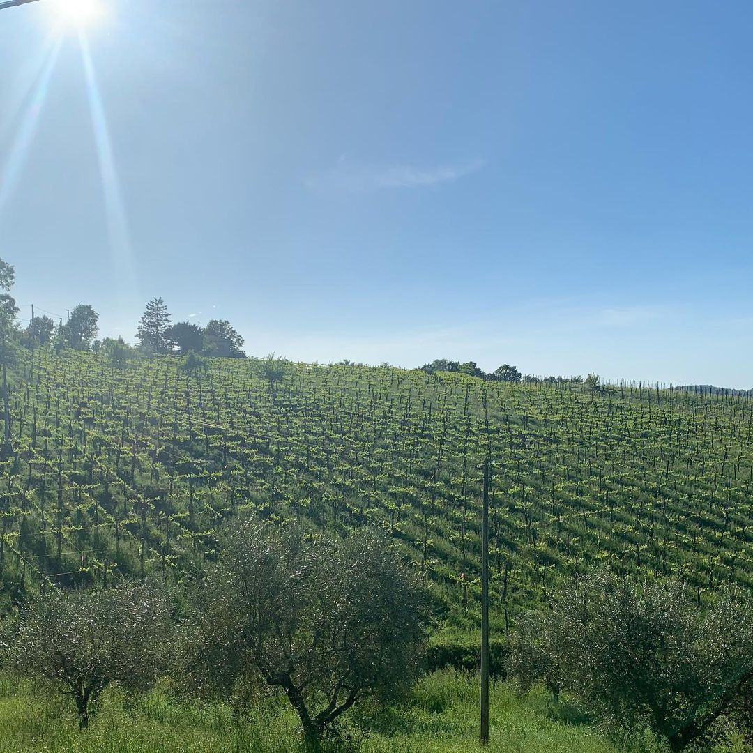 Cantina Giardino GAIA 2019 - Imagen 10