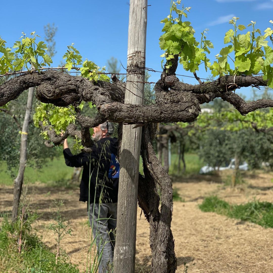 Cantina Giardino GAIA 2019 - Imagen 7